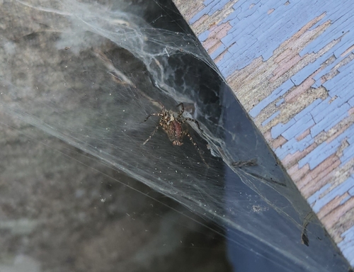 Barronopsis texana photo 4