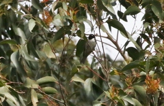 Melithreptus affinis