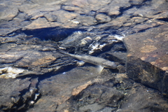 Catostomus catostomus