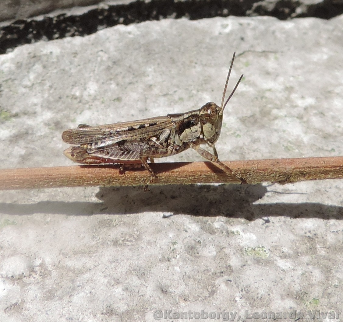 Baeacris image