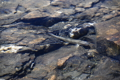 Catostomus catostomus