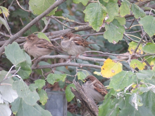 Domaći vrabac (Passer domesticus)