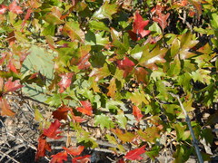 Toxicodendron radicans negundo