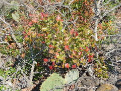 Toxicodendron radicans negundo