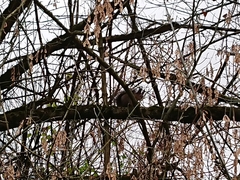Sciurus vulgaris