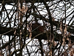 Sciurus vulgaris