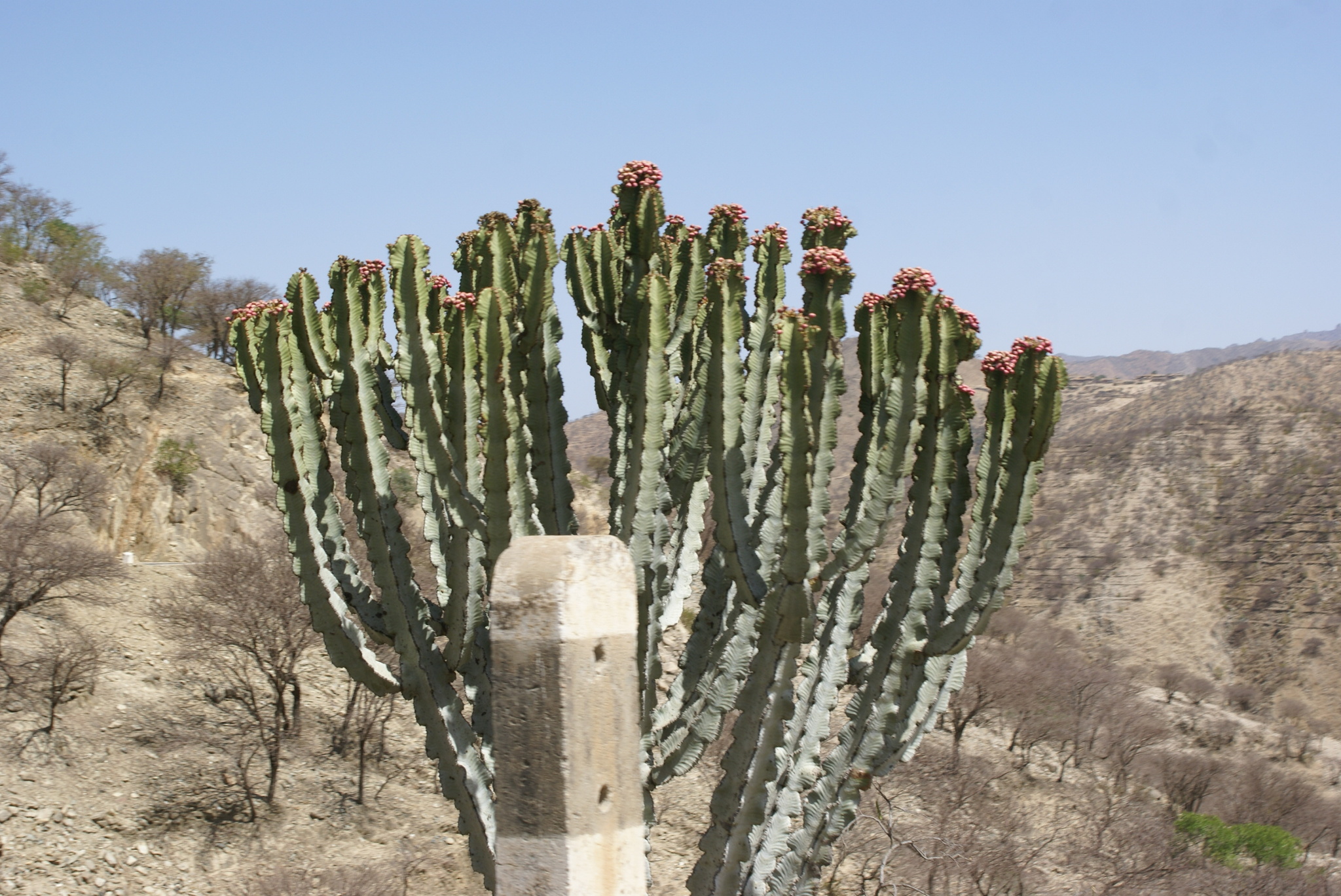 Imagem de Candelabro