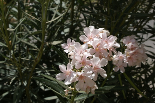 oleander