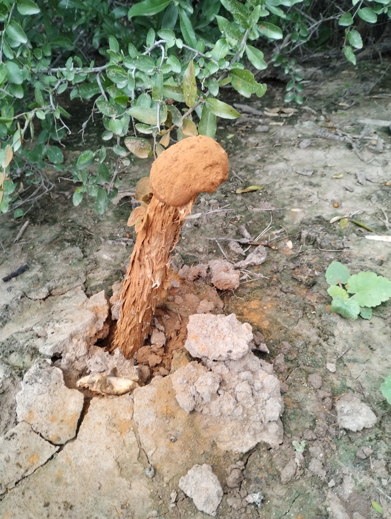 Battarrea phalloides · May 2023 · photo: © jose_navarro (iNaturalist, cc-by)