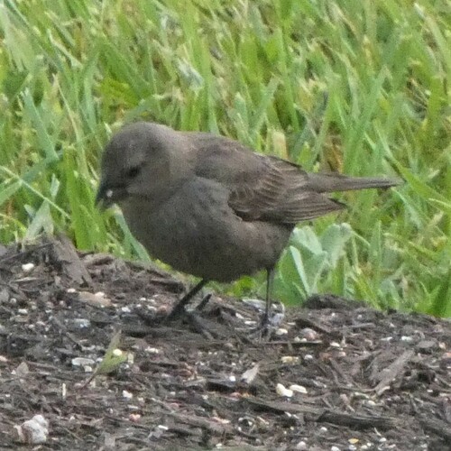Brown-headed Cowbird photographed in West Virginia