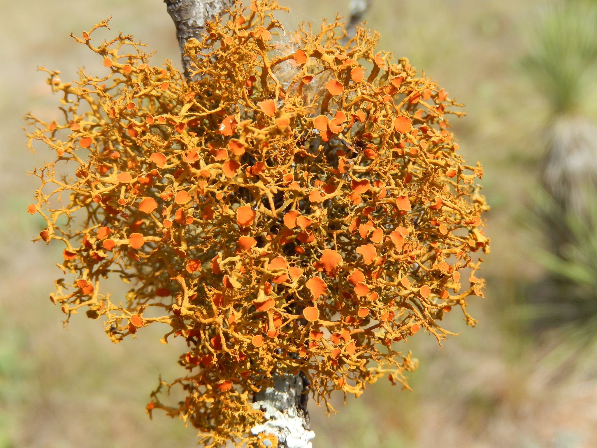 Teloschistes image