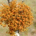 Slender Orange-Bush - Photo (c) Bob O'Kennon, some rights reserved (CC BY-NC), uploaded by Bob O'Kennon