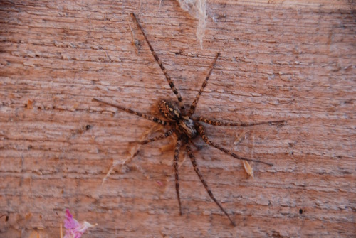 Wood House Spider
