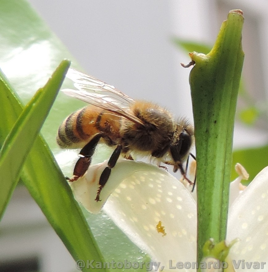 Apis mellifera image