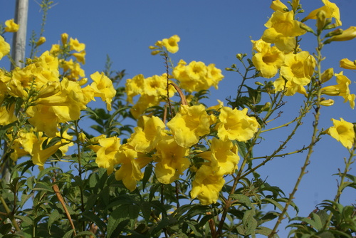 yellow trumpet flower