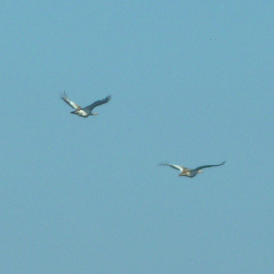 Great Bustard