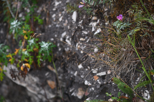 diablo canyon blue grass (Poa diaboli)
