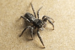 Platycryptus
