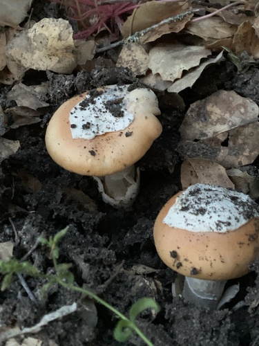 iNaturalist observation photo of springtime amanita