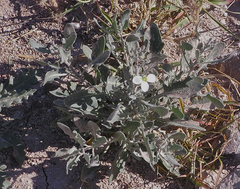 Nerisyrenia camporum