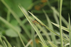 Orthetrum