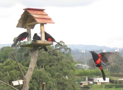 Hypopyrrhus pyrohypogaster