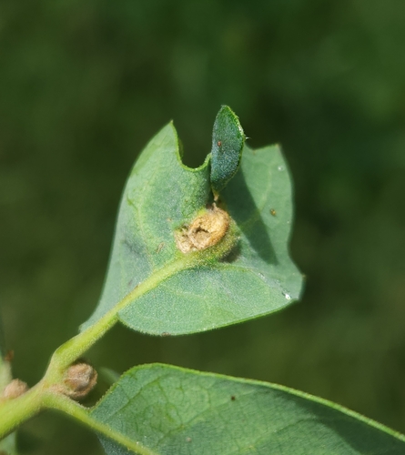 iNaturalist observation photo of Neuroterus quercicola