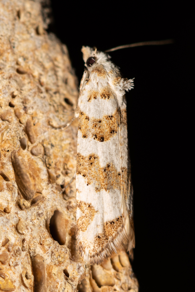 Cnephasia orientana