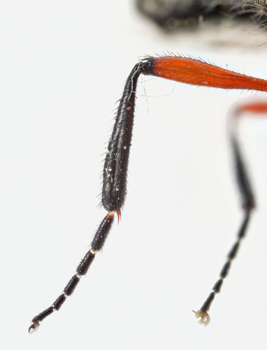 Lovebug photo 3
