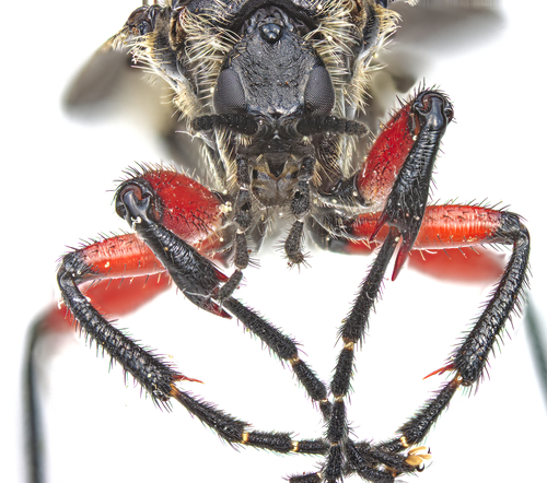 Lovebug photo 4