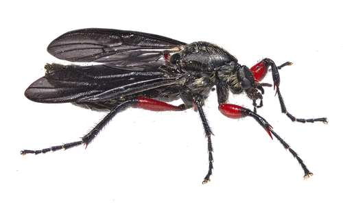 Lovebug photo 5