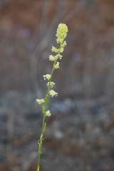 Streptanthus polygaloides