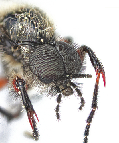 Lovebug photo 2