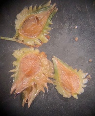 Cyperus metzii
