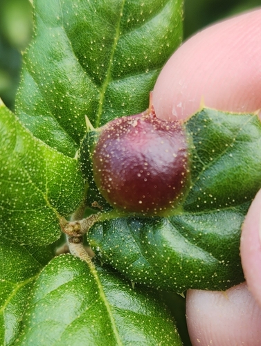 iNaturalist observation photo of Ball Gall Wasp