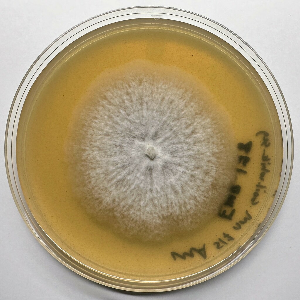 Botryotrichum