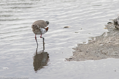 Erythrogonys cinctus
