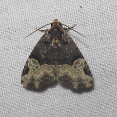 Ozarba catilina