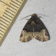Ozarba catilina