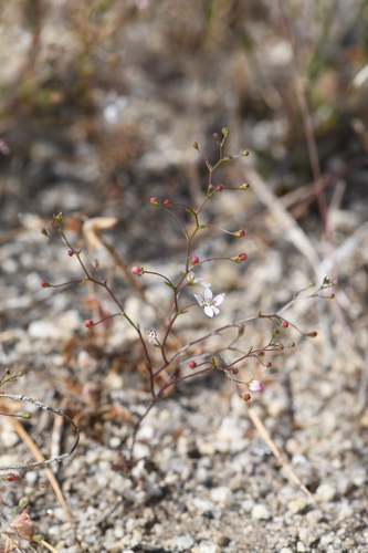 Sierra Threadplant (Nemacladus interior)