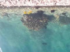 Pocillopora grandis