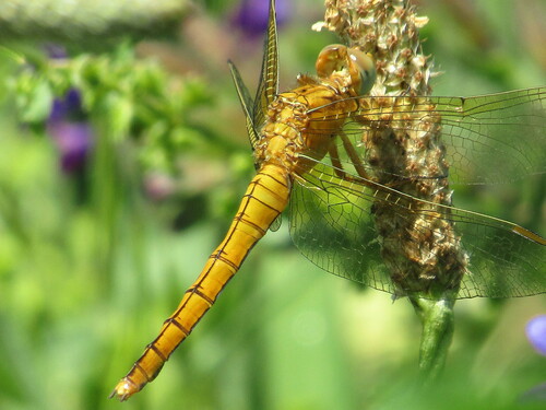 Keeled Skimmer photo 6