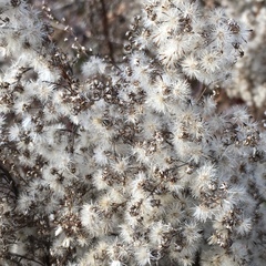 Solidago lepida salebrosa