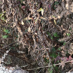 Solidago lepida salebrosa
