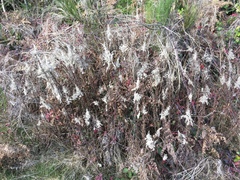 Solidago lepida salebrosa