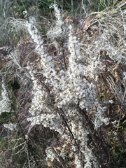 Solidago lepida salebrosa