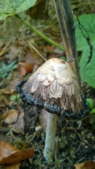 Coprinus comatus