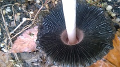 Coprinus comatus