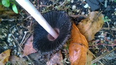 Coprinus comatus