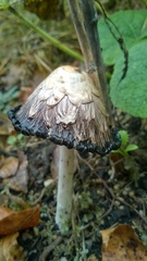 Coprinus comatus
